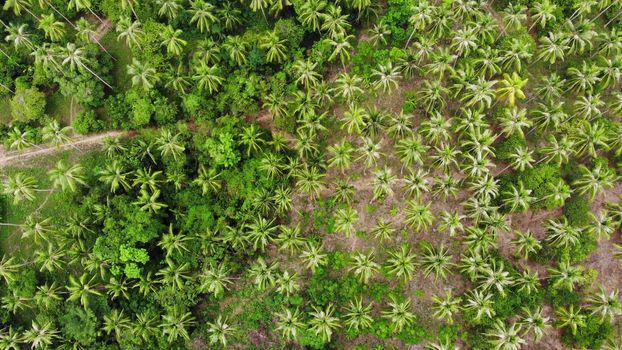 Huge palm plantation in tropical country. Small green palms growing on large plantation on sunny day in Thailand. Paradise island of Samui. deforestation of the planet for agriculture. Drone view.