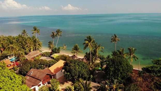 Palms on beach near blue sea. Drone view of tropical coconut palms growing on sandy shore of clean blue sea on resort.