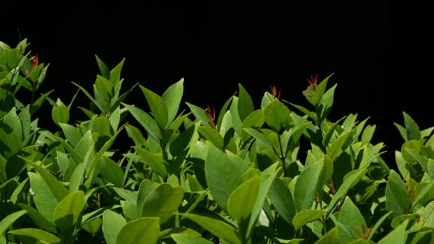 Green plant growing on plantation. Plant with green leaves growing on plantation against black background