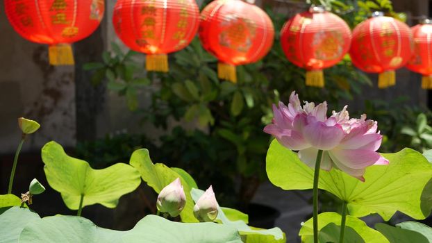 Red paper lanterns hanging in temple yard on sunny day between juicy greenery in oriental country. traditional chinese new year decoration. Pink lotus flower with green leaves as symbol of Buddhism