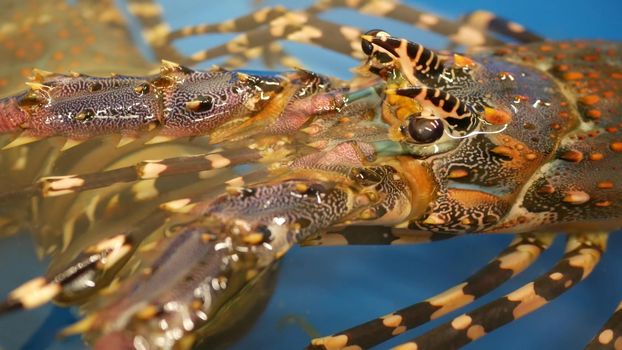 Close up macro of alive raw lobsters in shop. Blue basin with ice water, delicatessen fresh uncooked mediterranean lobsters placed on stall in seafood store. Natural background with marine inhabitants