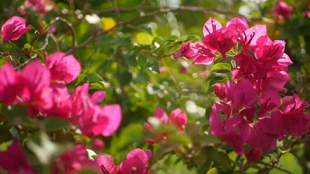 Blurred close up macro of colorful tropical flower in spring garden with tender petals among sunny lush foliage. Abstract natural exotic background with copy space. Floral blossom and leaves pattern