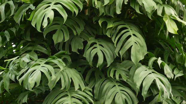 Juicy exotic tropical monstera leaves texture backdrop, copyspace. Lush foliage, greenery in paradise garden. Abstract natural dark green jungle vegetation background pattern, wild summer rain forest