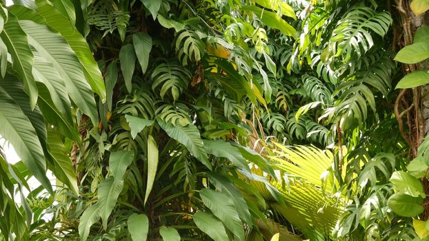 Juicy exotic tropical monstera leaves texture backdrop, copyspace. Lush foliage, greenery in paradise garden. Abstract natural dark green jungle vegetation background pattern, wild summer rain forest