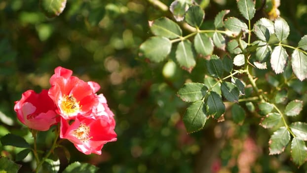 English roses garden. Rosarium Floral background. Tender flowers Blooming, honey bee collects pollen. Close-up of rosary flower bed. Flowering bush, selective focus with insects and delicate petals