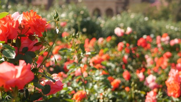 English roses garden. Rosarium Floral background. Tender flowers Blooming, honey bee collects pollen. Close-up of rosary flower bed. Flowering bush, selective focus with insects and delicate petals
