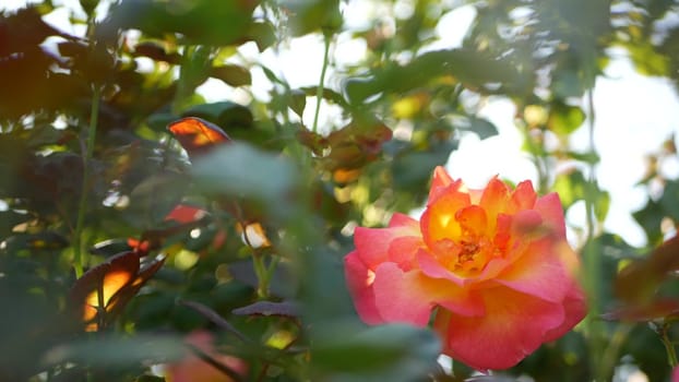 English roses garden. Rosarium Floral background. Tender flowers Blooming, honey bee collects pollen. Close-up of rosary flower bed. Flowering bush, selective focus with insects and delicate petals