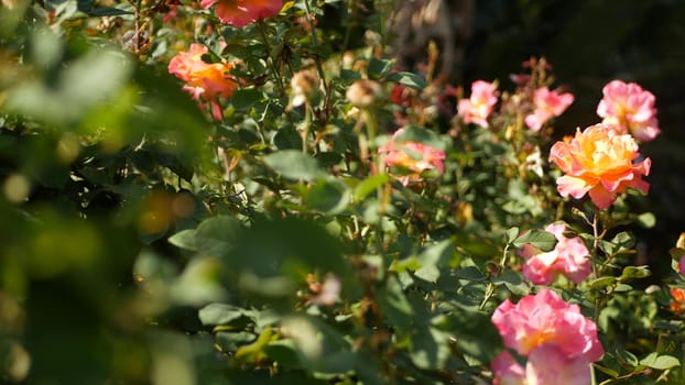 English roses garden. Rosarium Floral background. Tender flowers Blooming, honey bee collects pollen. Close-up of rosary flower bed. Flowering bush, selective focus with insects and delicate petals