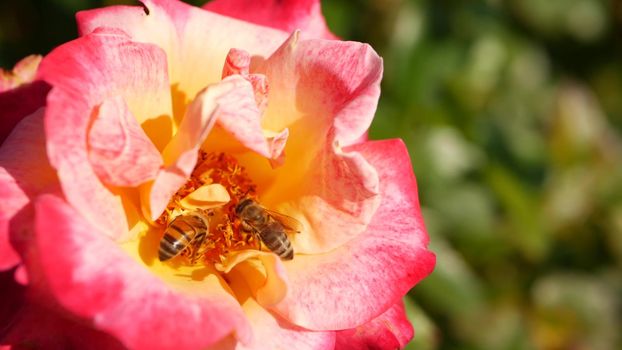 English roses garden. Rosarium Floral background. Tender flowers Blooming, honey bee collects pollen. Close-up of rosary flower bed. Flowering bush, selective focus with insects and delicate petals