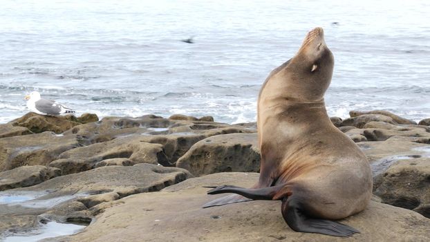 Sea lion on the rock in La Jolla. Wild eared seal resting near pacific ocean on stone. Funny wildlife animal lazing on the beach. Protected marine mammal in natural habitat, San Diego, California USA.