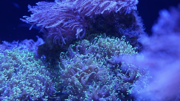 Soft corals in aquarium. Closeup Anthelia and Euphyllia corals in clean blue water. marine underwater life. Violet natural background, copy space selective focus, endangered species, global warming