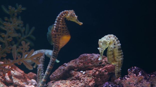 Seahorse amidst corals in aquarium. Closeup seahorse swimming near wonderful corals in clean aquarium water. Marine underwater tropical exotic life natural background.