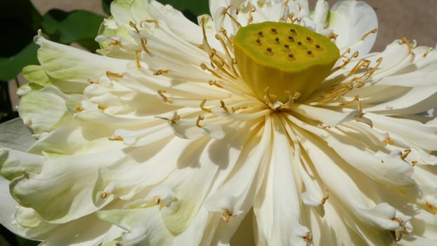 White lotus flower with green leaves in pond. Beautiful white lotus flower as symbol of Buddhism floating on pond water on sunny day. Buddhist religion. Floral background