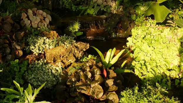 Tropical plants and cascade in beautiful garden. Various green tropical plants growing near small cascade with fresh water on sunny day in amazing garden