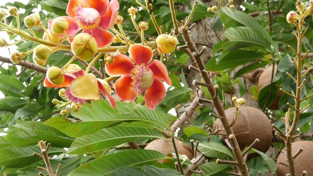 Exotic flowers and tree. Dangerous large powerful green tropical tree cannonball salalanga blooming beautiful orange pink tender flowers. Natural tropical exotic background.