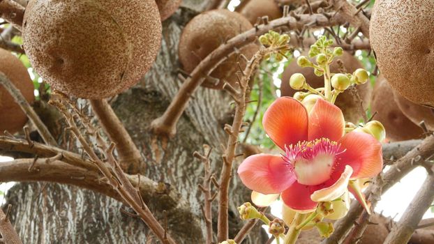 Exotic flowers and tree. Dangerous large powerful green tropical tree cannonball salalanga blooming beautiful orange pink tender flowers. Natural tropical exotic background.