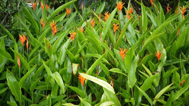 Water drops watering flowers. Drops of water irrigate green tropical foliage with flowers.