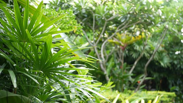 Beautiful landscape of exotic tropical garden. Dense impassable tropical garden populated by beautiful exotic plants