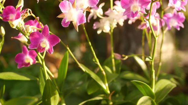 Beautiful lilac purple and magenta orchids growing on blurred background of green park. Close up macro tropical petals in spring garden among sunny rays. Exotic delicate floral blossom, copy space