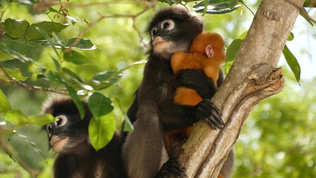 Cute spectacled leaf langur, dusky monkey on tree branch amidst green leaves in Ang Thong national park in natural habitat. Wildlife of endangered species of animals. Environment conservation concept.