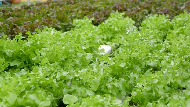Rows of fresh juicy plants growing on modern ecological hydroponic farm, garden beds. Concept of healthy, eco friendly balanced diet rich in vitamins. Agricultural technologies, go green innovations