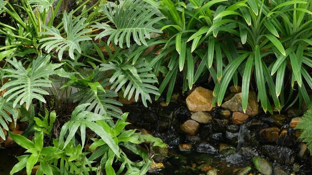 Various green tropical plants growing near small creek with fresh water on sunny day in amazing garden. Bright juicy exotic tropical jungle leaves texture backdrop, copyspace. Lush foliage