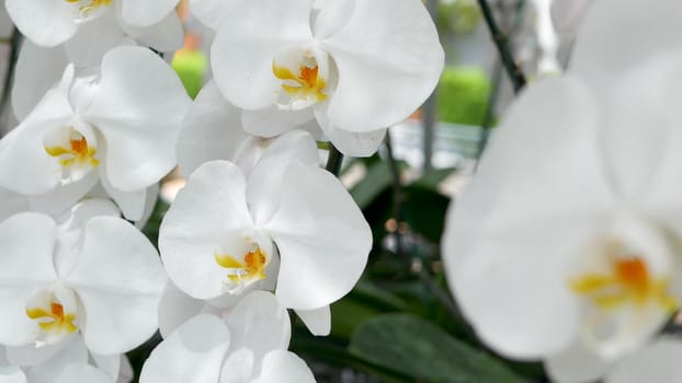 Delicate white elegant orchid flowers with yellow centers in sunlight. Close up macro of tropical petals in spring garden. Abstract natural exotic background with copy space. Floral blossom pattern