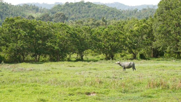 Side view of grey healthy asian water buffalo feeding on pasture with green juicy grass surrounded bright trees. Typical landscape in Thailand. Agriculture concept, traditional livestock in Asia