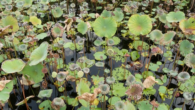 From above green yellow lotus leaves on tall stem and seeds in gloomy water. Lake, pond or swamp. Buddist symbol. Exotic tropical leaves texture. Abstract natural dark vegetation background pattern