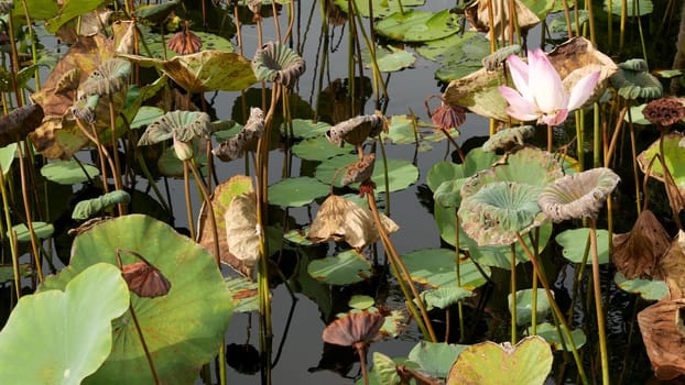 From above green yellow lotus leaves on tall stem and seeds in gloomy water. Lake, pond or swamp. Buddist symbol. Exotic tropical leaves texture. Abstract natural dark vegetation background pattern