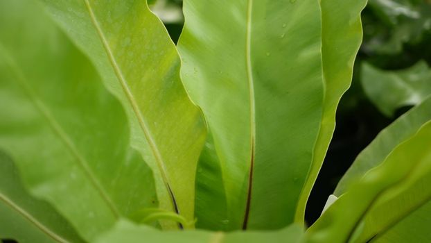 Bright juicy exotic tropical greenery in jungle. Selective focus natural organic background, unusual plant foliage. Calm relaxing wild paradise rainforest abstract fresh leaves texture, bokeh. Ecology