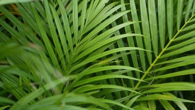 Bright juicy exotic tropical greenery in jungle. Selective focus natural organic background, unusual plant foliage. Calm relaxing wild paradise rainforest abstract fresh leaves texture, bokeh. Ecology