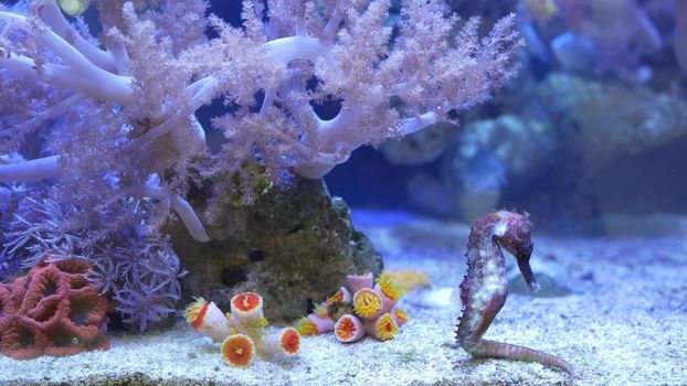 Seahorse amidst corals in aquarium. Close up seahorses swimming near wonderful corals in clean aquarium water. Marine underwater tropical exotic life natural background