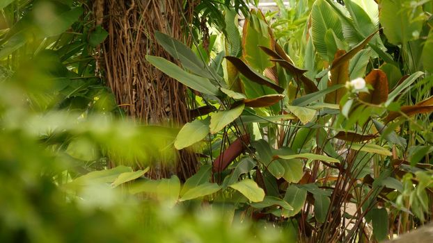 Wild, vivid vegetation of deep misty tropical wood. Jungle landscape. Interior of exotic asia woods. Mossy lianas dangling from the rainforest canopy. Green natural background of subtropical forest