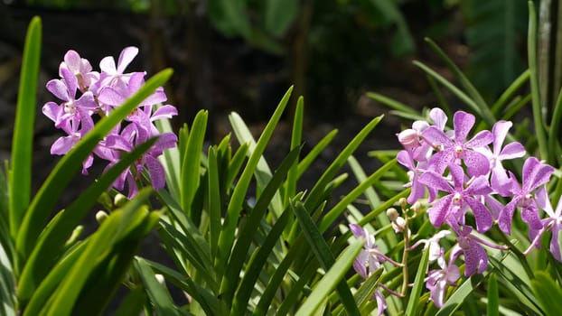 Blurred macro close up, colorful tropical orchid flower in spring garden, tender petals among sunny lush foliage. Abstract natural exotic background with copy space. Floral blossom and leaves pattern.