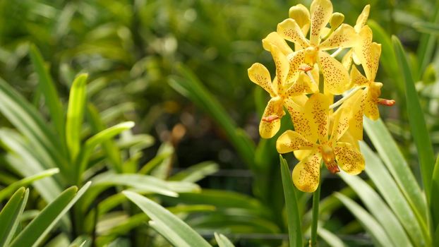 Blurred macro close up, colorful tropical orchid flower in spring garden, tender petals among sunny lush foliage. Abstract natural exotic background with copy space. Floral blossom and leaves pattern.