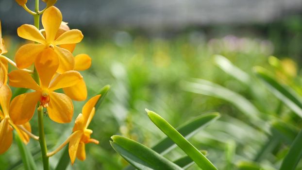 Blurred macro close up, colorful tropical orchid flower in spring garden, tender petals among sunny lush foliage. Abstract natural exotic background with copy space. Floral blossom and leaves pattern.