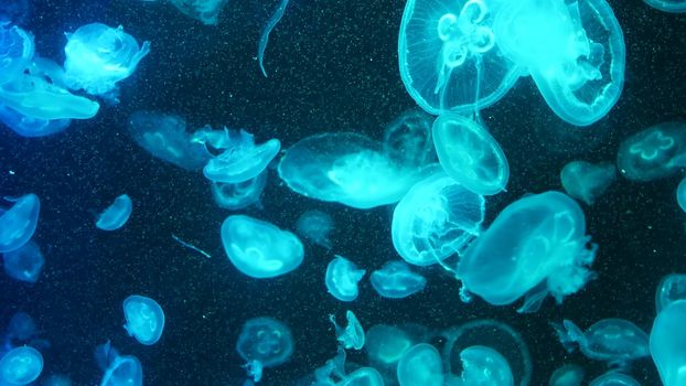 Shiny vibrant fluorescent jellyfish glow underwater, dark neon dynamic pulsating ultraviolet blurred background. Fantasy hypnotic mystic pcychedelic dance. Vivid phosphorescent cosmic medusa dancing.