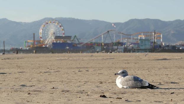 Sea gulls on sunny sandy california beach, classic ferris wheel in amusement park on pier in Santa Monica pacific ocean resort. Summertime iconic view, symbol of Los Angeles, CA USA. Travel concept.