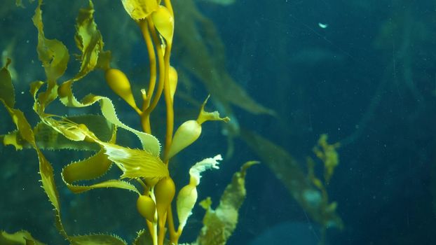 Underwater seamless looped close up of swaying Giant Kelp forest. Sun rays through jade green Seaweed leaves. Diving, Aquarium and Marine concept. Sunlight pierces emerald vibrant exotic Ocean plant.
