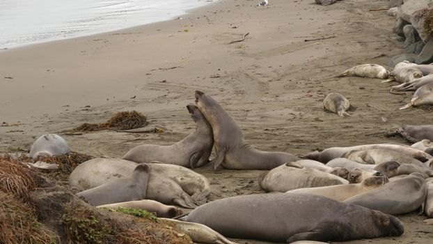 Funny lazy elephant seals on sandy pacific ocean beach in San Simeon, California, USA. Awkward fat mirounga earless sea lions with unusual proboscis roaring. Alpha male playful reproductive behavior.