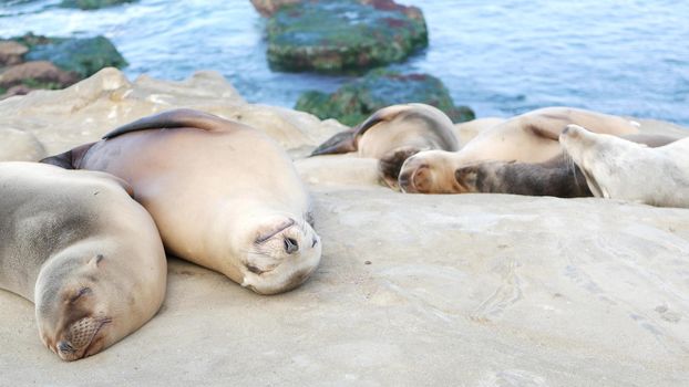 Cute baby cub, sweet sea lion pup and mother. Funny lazy seals, ocean beach wildlife, La Jolla, San Diego, California, USA. Funny awkward sleepy marine animal on pacific coast. Family love and care.