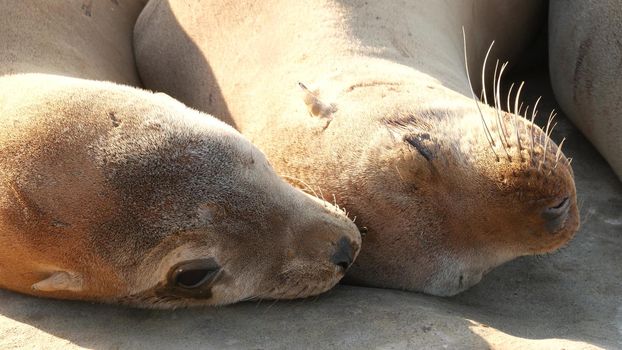 Sea lions on the rock in La Jolla. Wild eared seals resting near pacific ocean on stones. Funny lazy wildlife animal sleeping. Protected marine mammal in natural habitat, San Diego, California, USA.