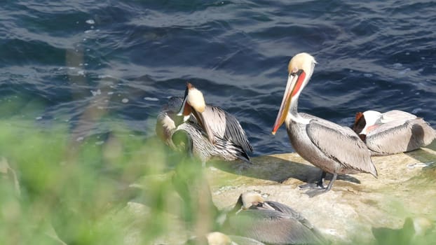 Brown pelicans with throat pouch and double-crested cormorants after fishing, rock in La Jolla Cove. Sea bird with large beak on cliff over pacific ocean in natural habitat, San Diego, California USA.