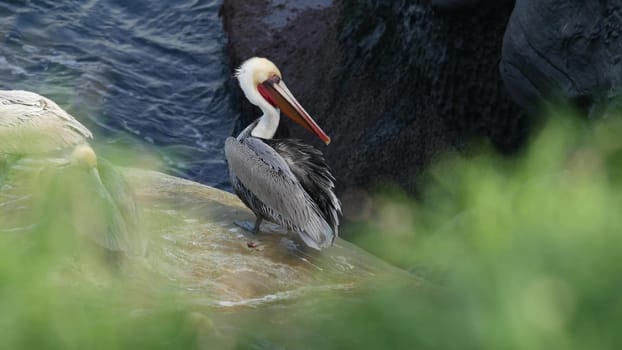 Brown pelican with throat pouch and large beak after fishing, sandstone rock in La Jolla Cove. Sea bird in greenery on cliff over pacific ocean water in natural habitat, San Diego, California USA.