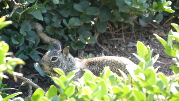 Beechey ground squirrel, common in California, Pacific coast, USA. Funny behavior of cute gray wild rodent. Small amusing animal in natural habitat. Pretty little endemic looking for food in America.