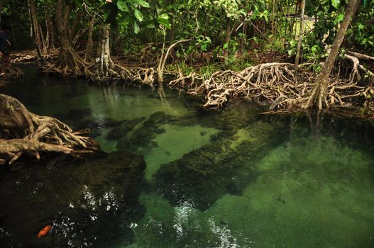 Transparent water in wild tropical pond or river, From above shot of clear water in small lake with mangrove trees roots around