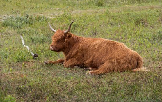 wild galloway deer in the dunes of holland