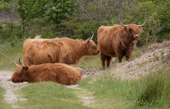 group of three wild galloways deer in the dunes of holland