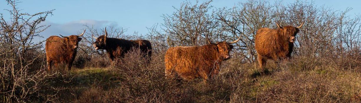 four highland cattle in the dunes in holland in the winter morning with blue sky 